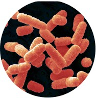 Lactobacillus salivarius.