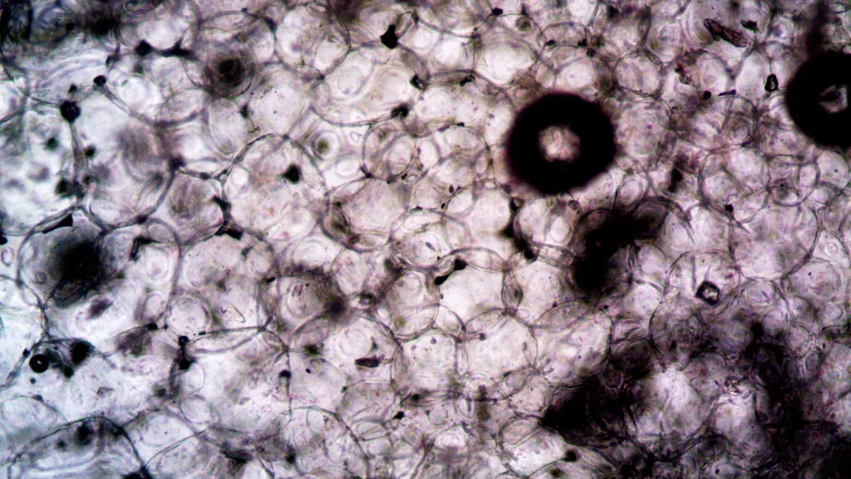 Что такое пектин в биологии