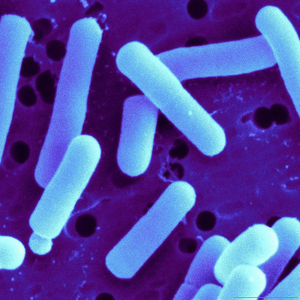 Монозерный пищевой монозерный одинарный пробиотический порошок Lactobacillus Casei