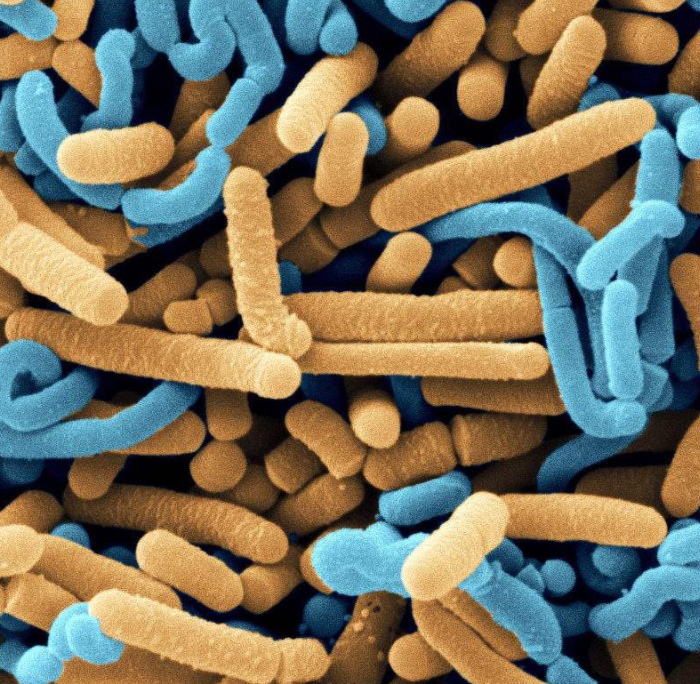 Преимущества пробиотического добавки