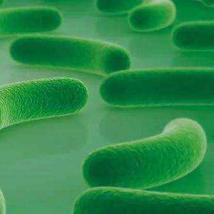Монозерный пробиотики порошкообразные пищевые классы лактобацилл ацидофилов